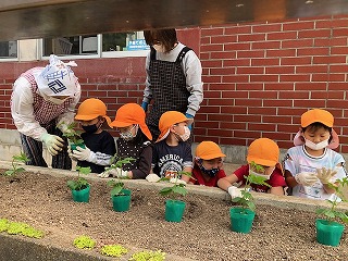 波多津保育園児とゴーヤ苗植え