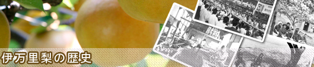 伊万里大川梨の歴史
