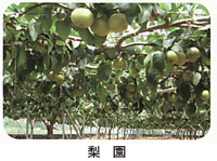 伊万里大川梨梨園