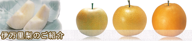 伊万里梨のご紹介 幸水・豊水・新高