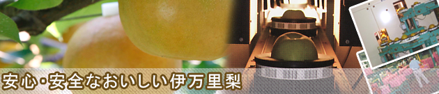 安心・安全の伊万里梨　幸水・豊水・新高