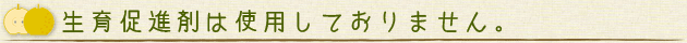 伊万里梨　生育促進剤は使用しておりません